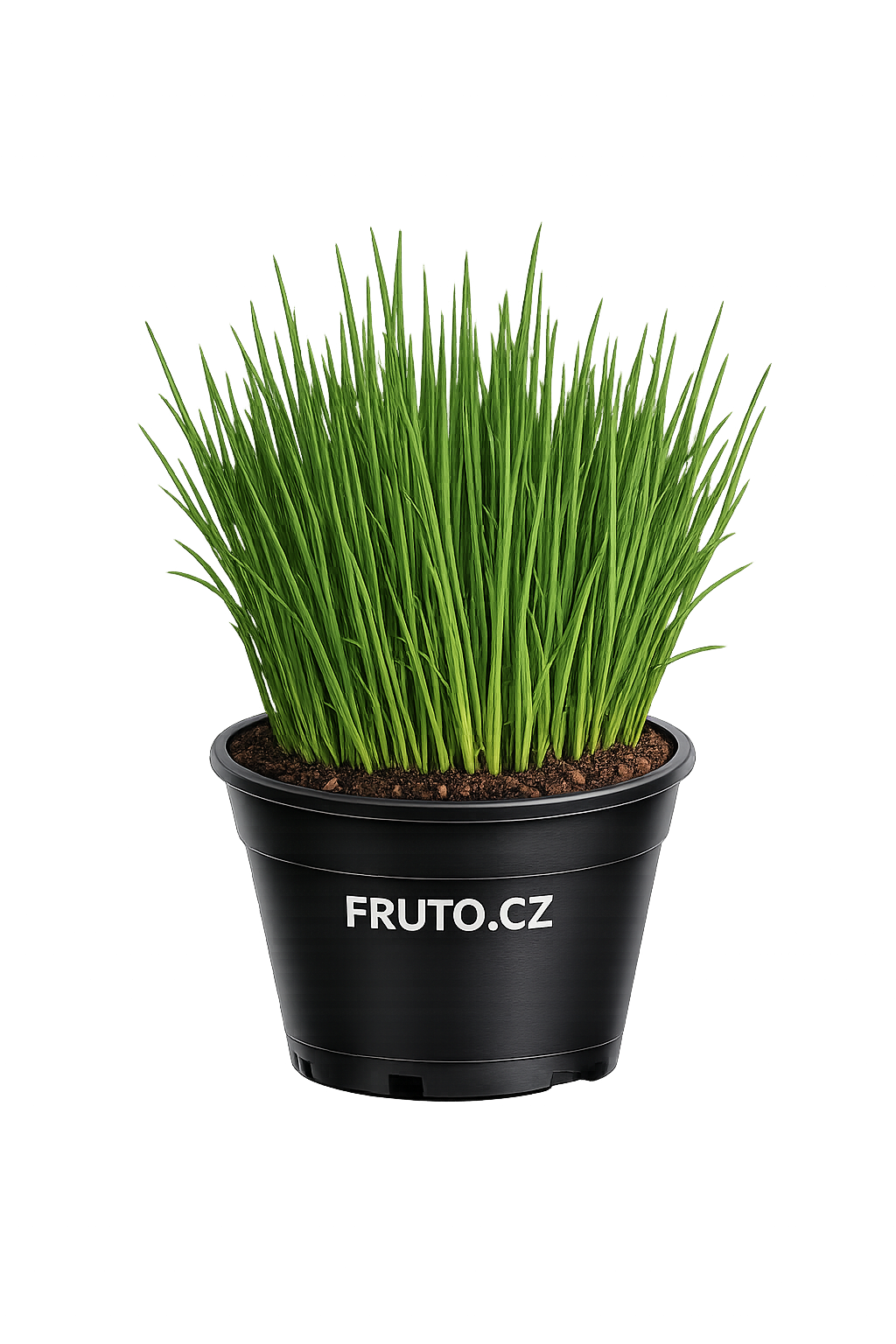 Pažitka