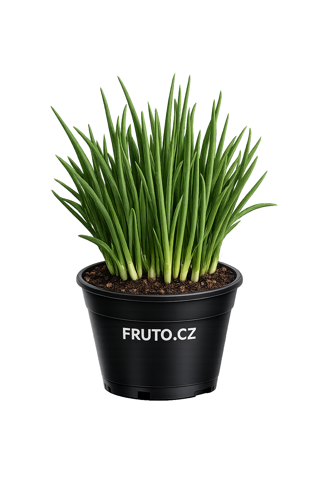 Cibule mrazuvzdorná sedmiletka