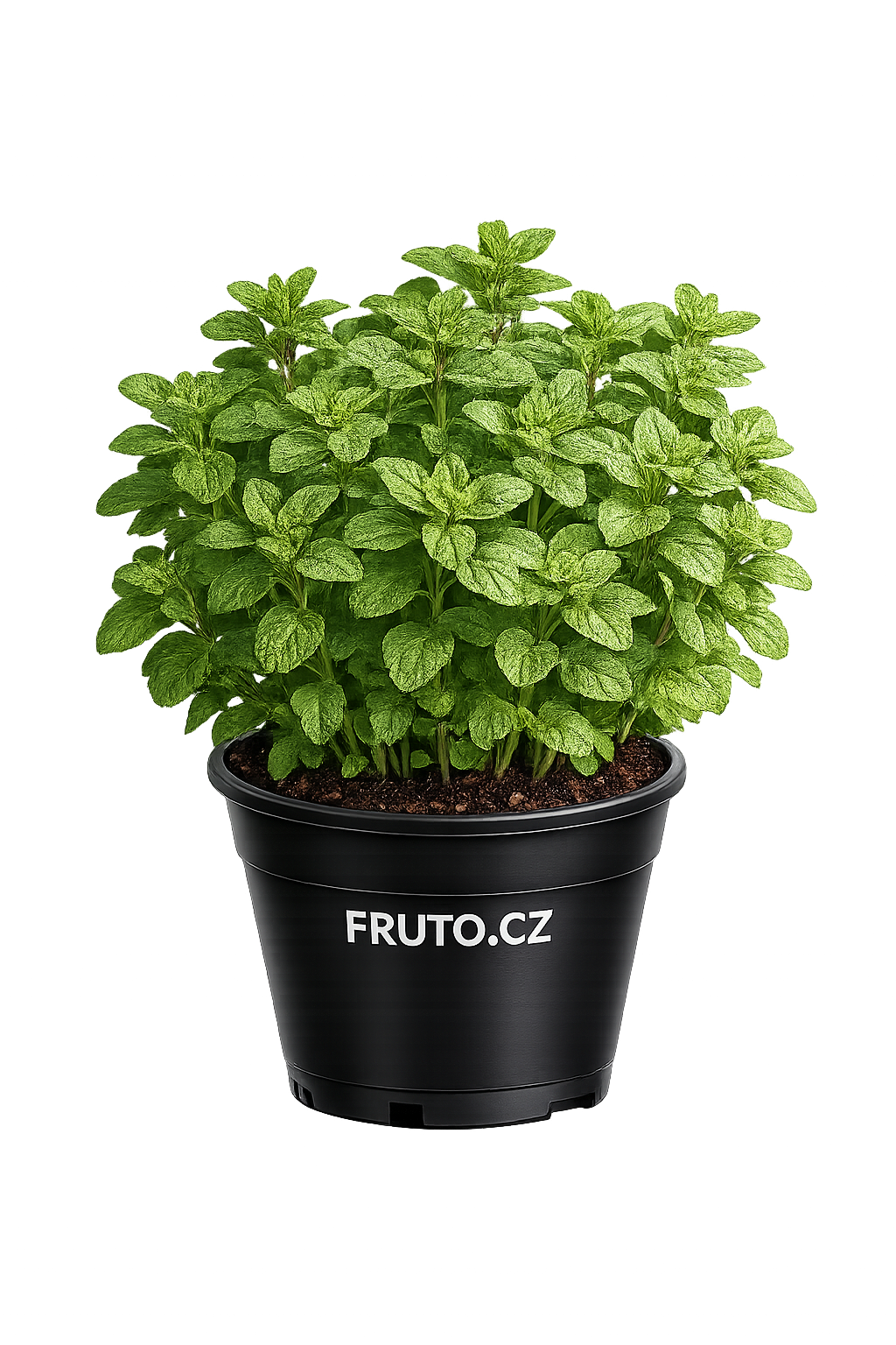 Oregano - Dobromysl