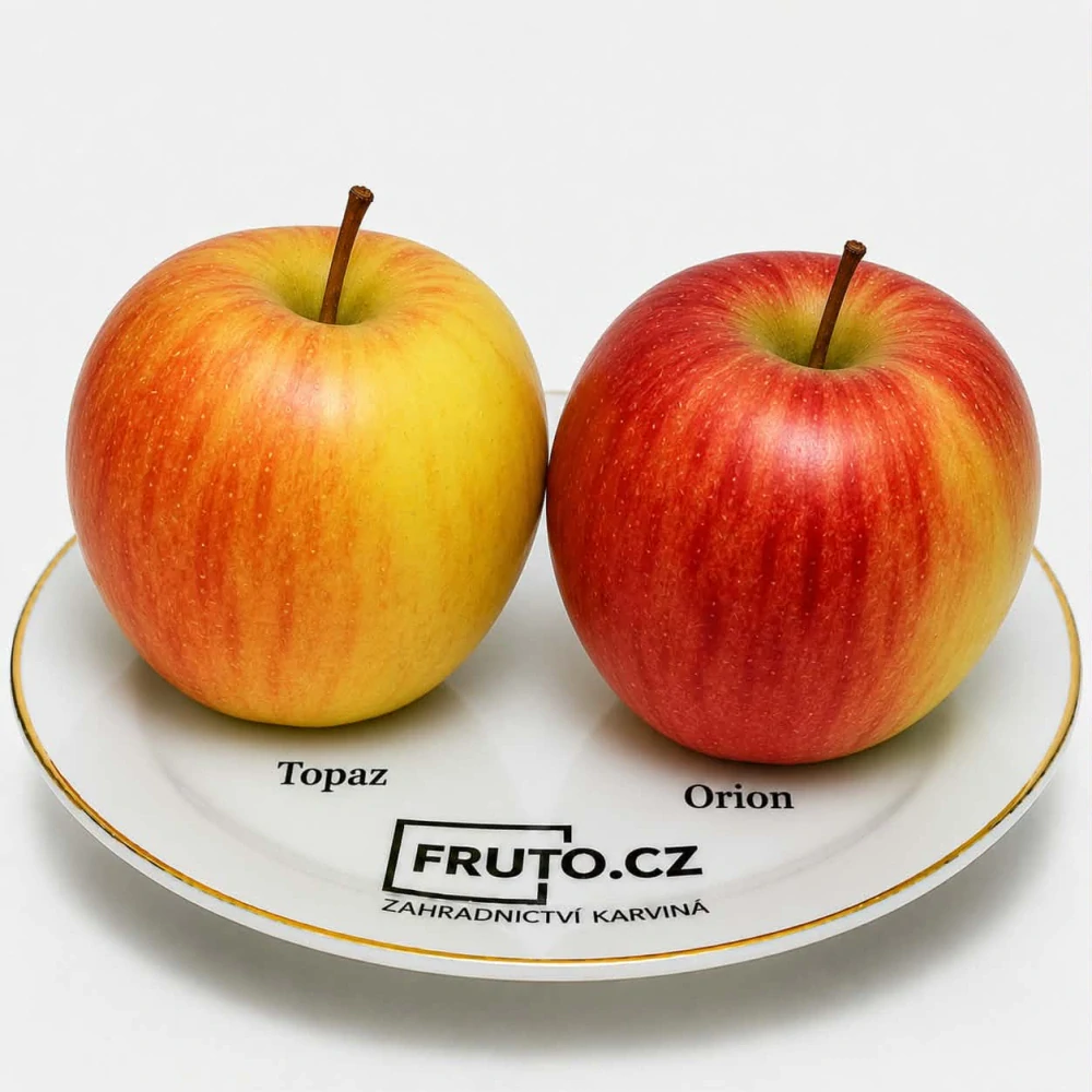 Jabloň DUO Topaz + Orion - dvě odrůdy jabloně na jednom kmínku.