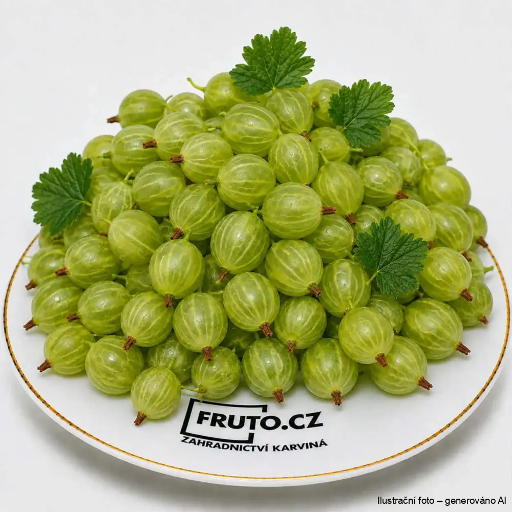 Angrešt Hinnonmaki grün stromkový zelený (na kmínku)
