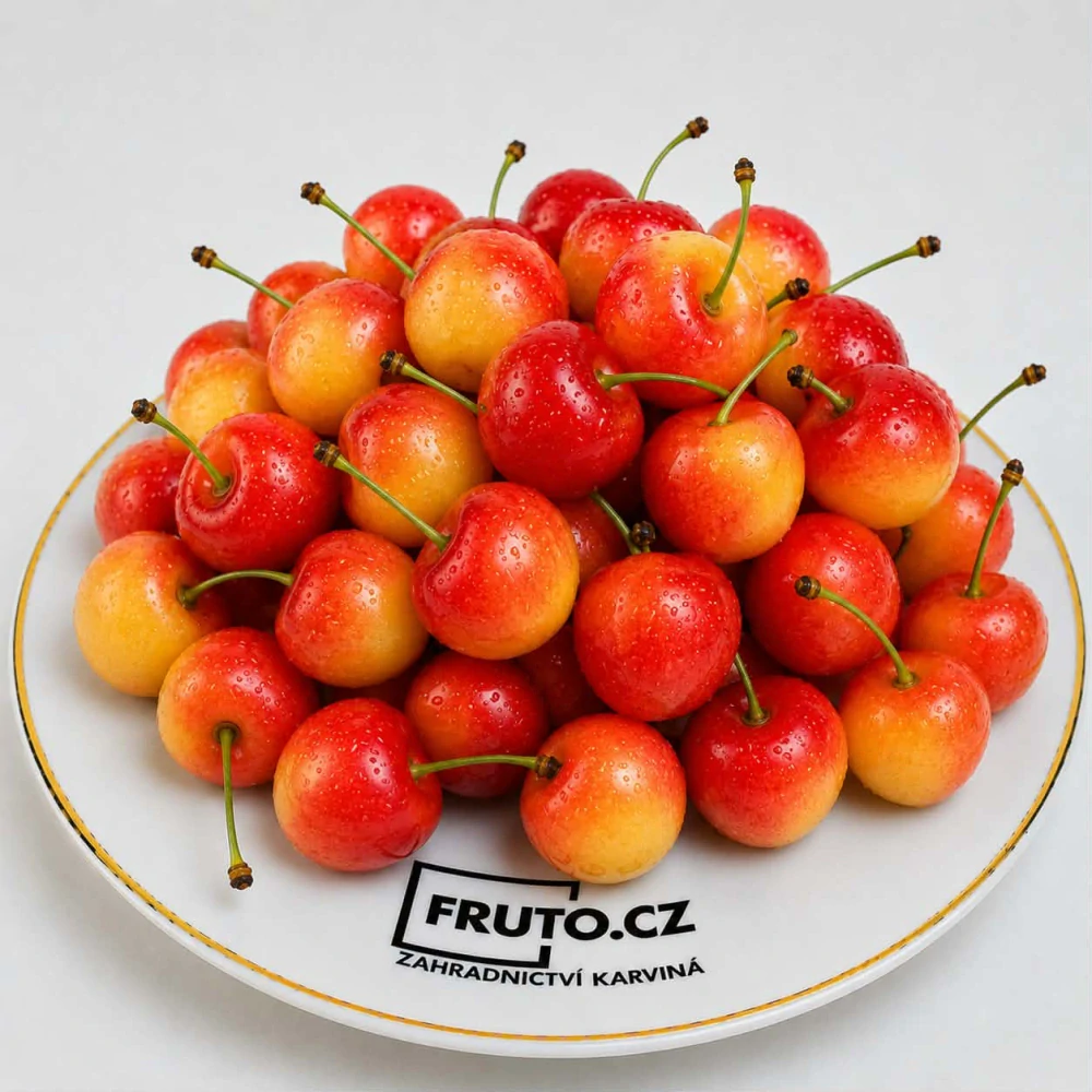 Třešeň Buttnerova červená