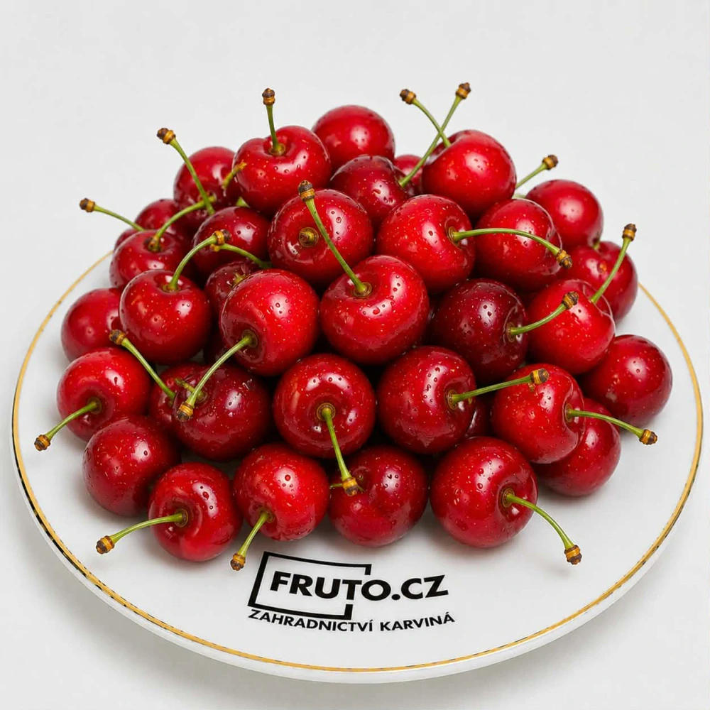 Třešeň Burlat