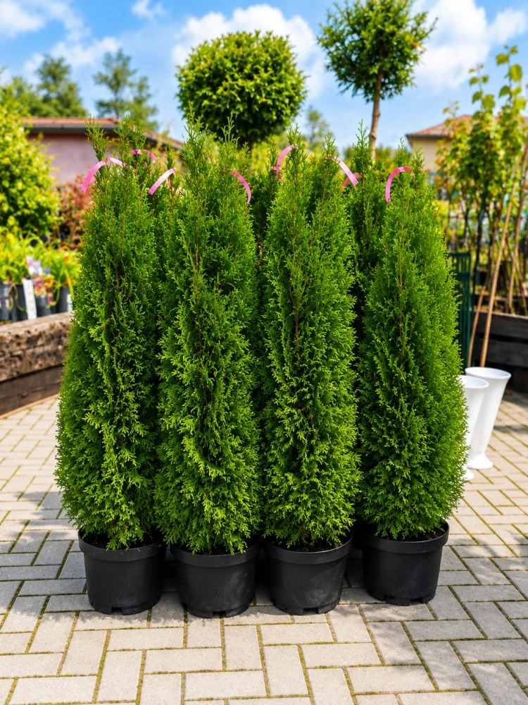 Tůje Smaragd v květináči 95 - 105cm