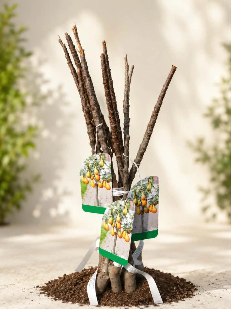 Mini sloupovitá hrušeň - zakrslá Garden Pearl