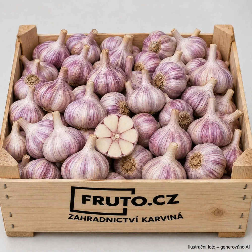 Sadbový česnek Harnaš paličák (podzimní) - 1x palice