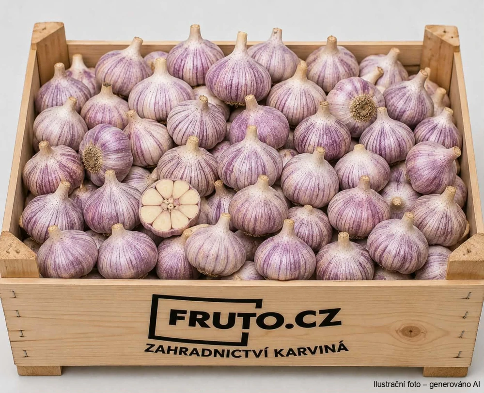 Sadbový česnek Jarus (jarní) paličák - 1x palice