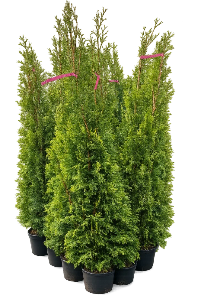 Tůje Smaragd v květináči košaté 110 - 120 cm