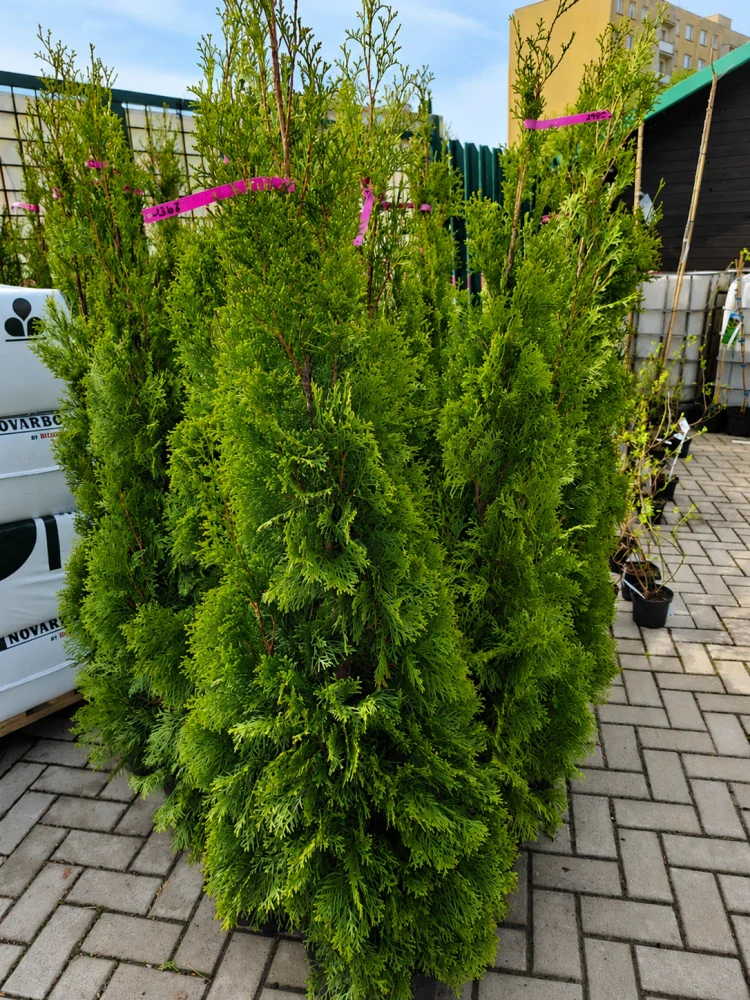 Tůje Smaragd v květináči 145 - 160cm