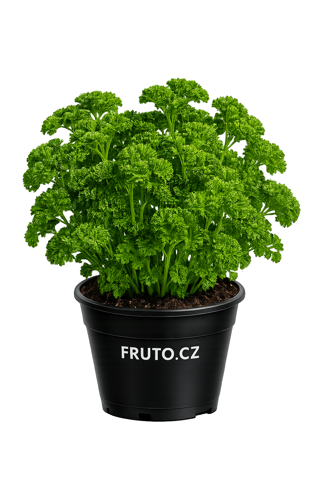 Petržel kudrnatá