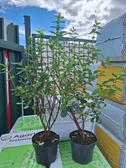 Zimolez kamčatský Jugana - jarní borůvka (VELKÁ SAZENICE 3L)