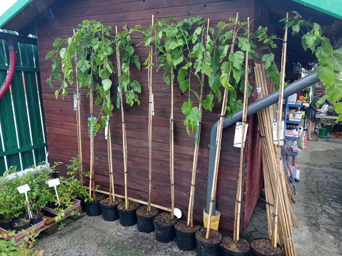 Převislá moruše - Morus alba 'pendula' S 90 - 100 cm v kontejneru