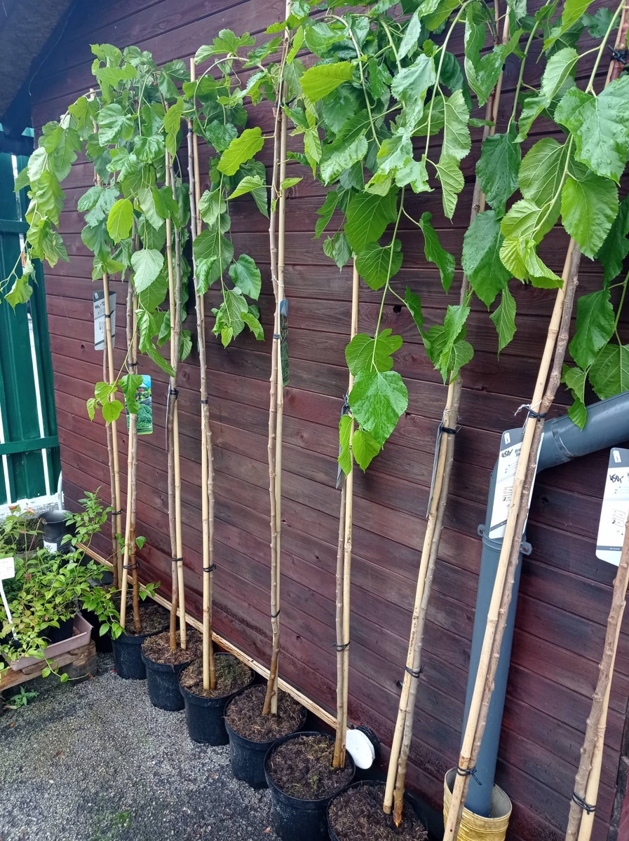 Převislá moruše - Morus alba 'pendula' S 90 - 100 cm v kontejneru
