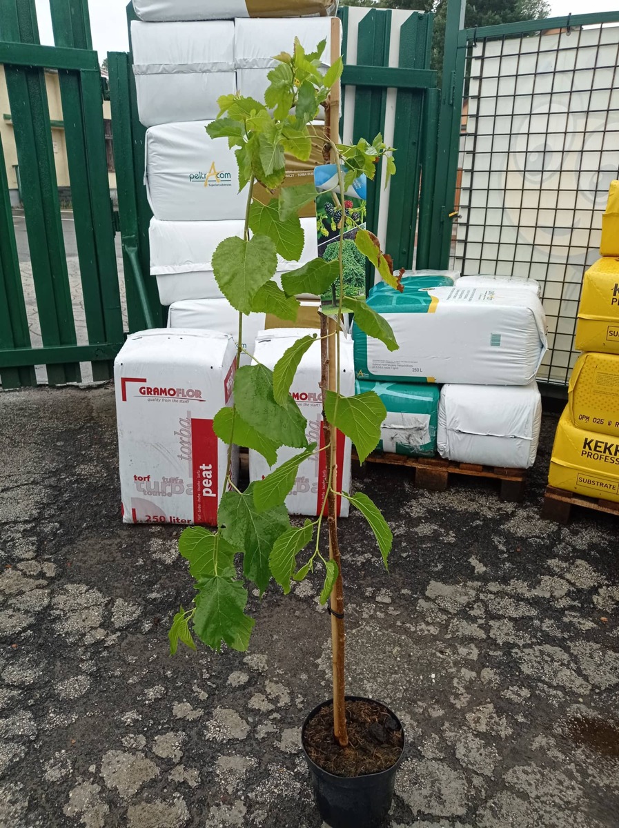 Převislá moruše - Morus alba 'pendula' L 170 - 180 cm v kontejneru