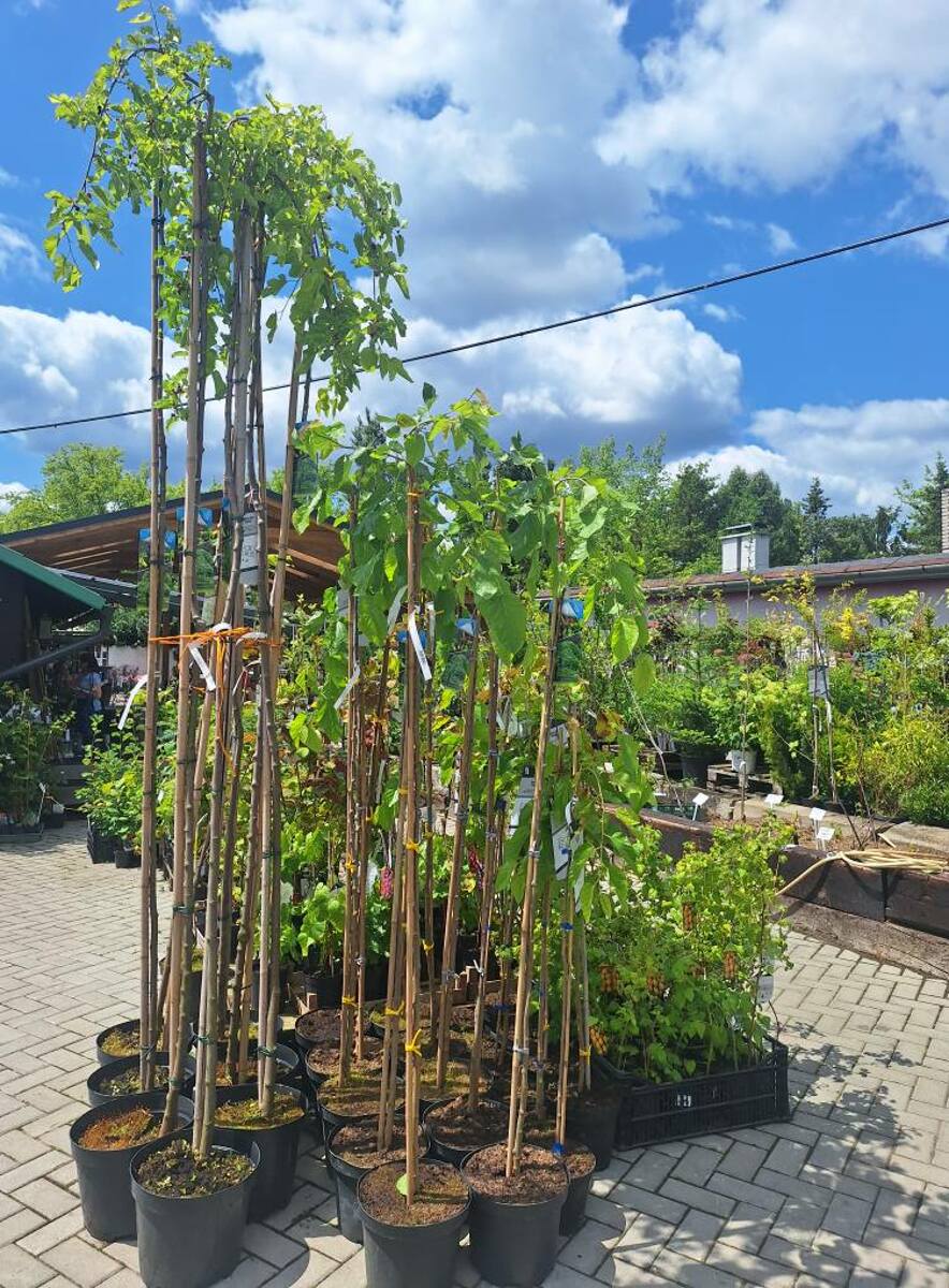 Převislá moruše - Morus alba 'pendula' L 170 - 180 cm v kontejneru