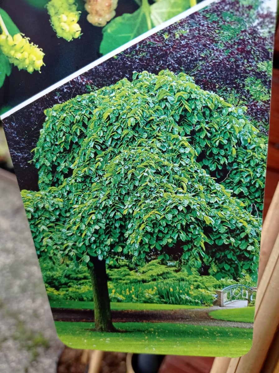 Převislá moruše - Morus alba 'pendula' M 110 - 130 cm v kontejneru