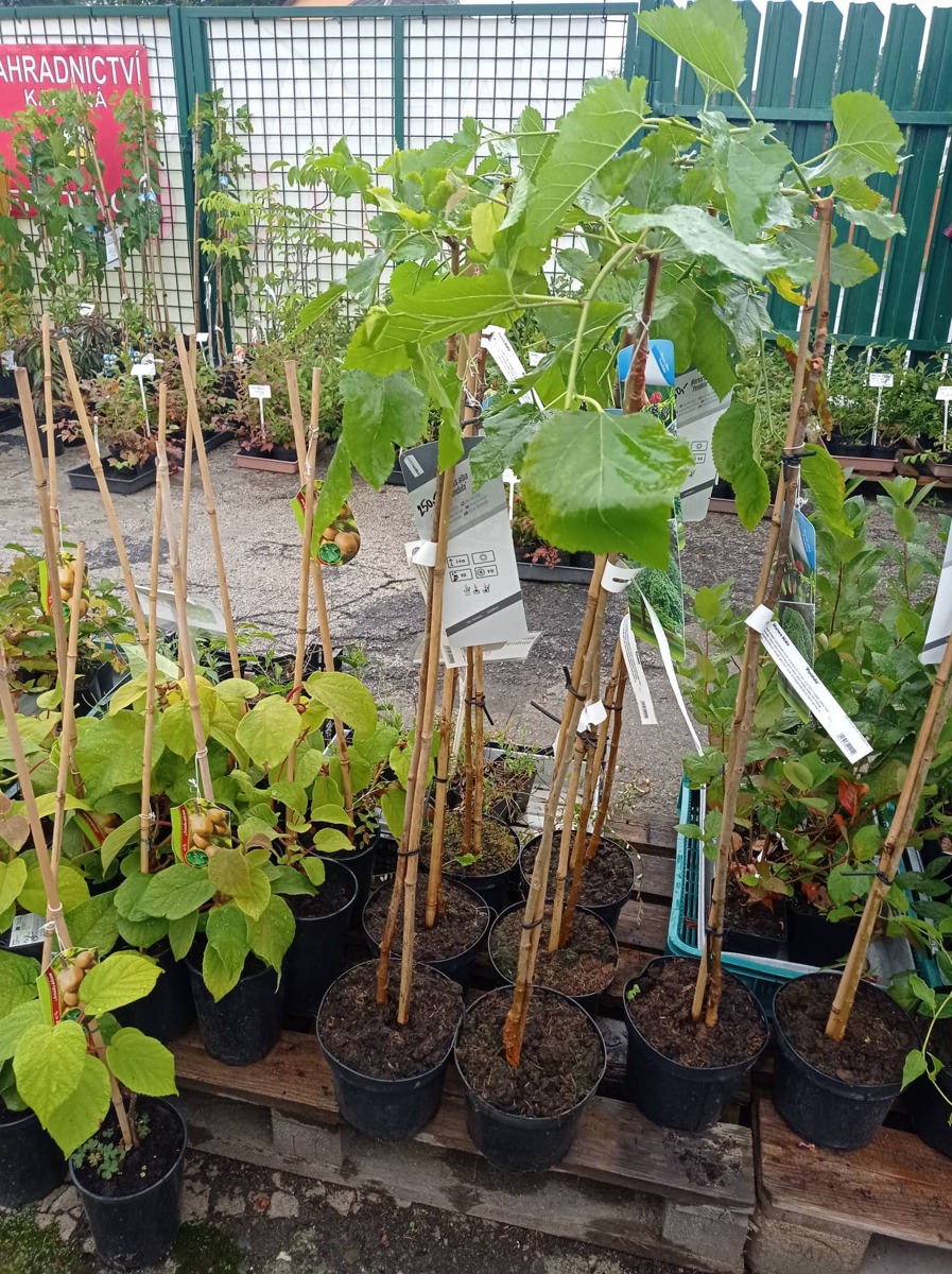 Převislá moruše - Morus alba 'pendula' M 110 - 130 cm v kontejneru