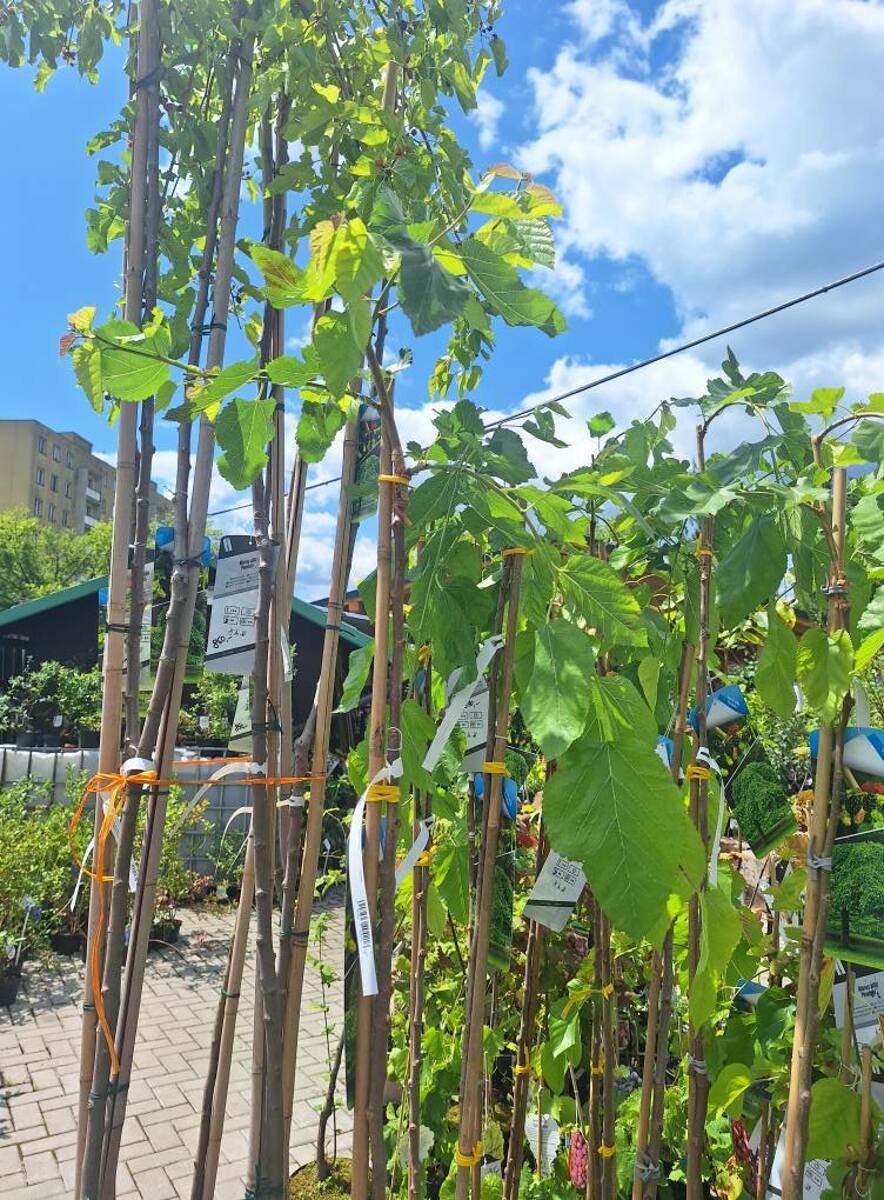 Převislá moruše - Morus alba 'pendula' M 110 - 130 cm v kontejneru