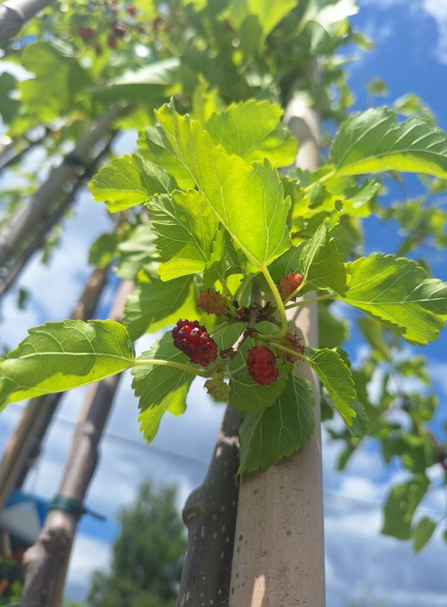 Převislá moruše - Morus alba 'pendula' M 110 - 130 cm v kontejneru