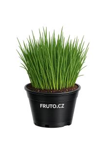 Pažitka