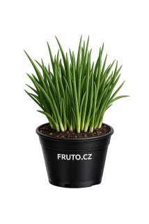 Cibule mrazuvzdorná sedmiletka