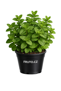 Máta Mojito