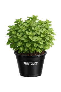 Oregano - Dobromysl