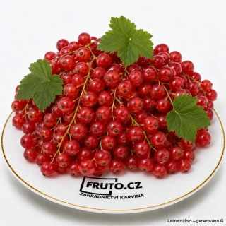 Červený rybíz Jonkheer Van Tets keř