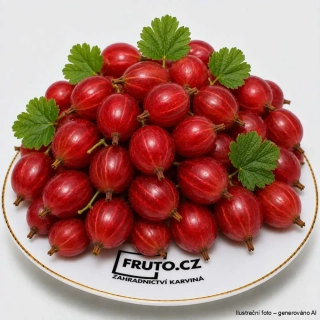 Angrešt Hinnonmäki Röd červený (na kmínku)