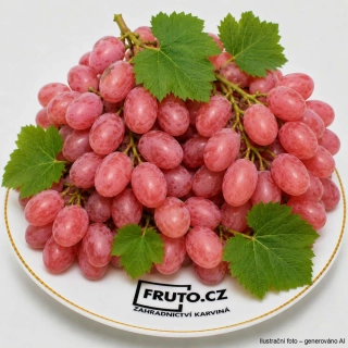 Réva vinná červená - Chasselas Rosé v kontejneru - roubovaná