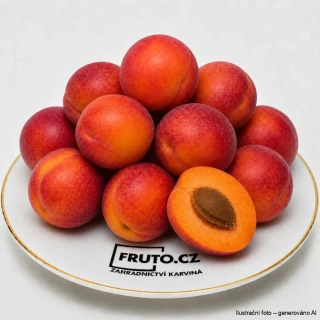 Švestkomeruňka Plumcot
