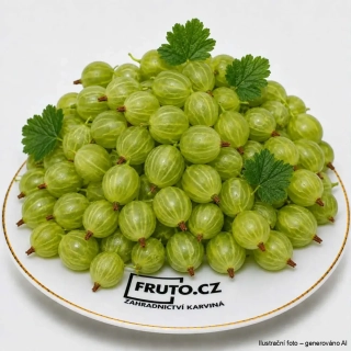Angrešt Hinnonmaki grün zelený keř