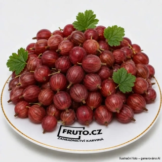 Angrešt Kameniar stromkový červený (na kmínku)