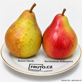 Hrušeň DUO Beurre Hardy + Red bonkreta williamsová - dvě odrůdy hrušně na jednom kmínku.