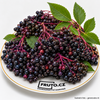 Bez černý Sampo (sambucus nigra) v kontejneru