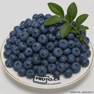 Borůvka kanadská obří BLUECROP