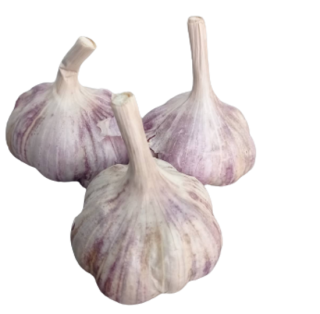 Sadbový česnek Harnaš paličák (podzimní) - 1x palice