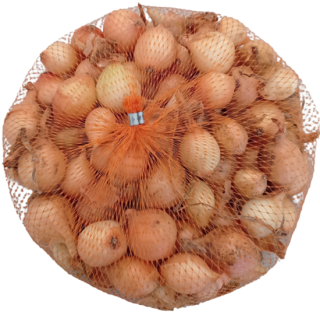 Cibule sazečka zimní - žlutá Senshyu yellow síťka 500g