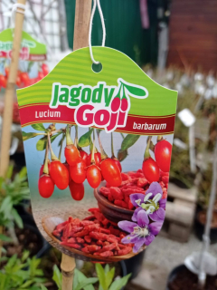 Goji - Kustovnice Čínská v kontejneru