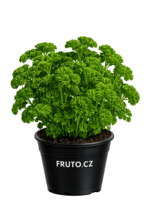 Petržel kudrnatá