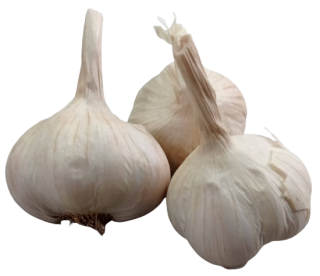 Sadbový česnek Jarus (jarní) paličák - 1x palice